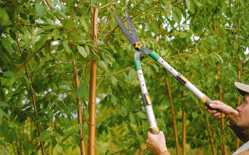 Tree trimming in Ravena, NY